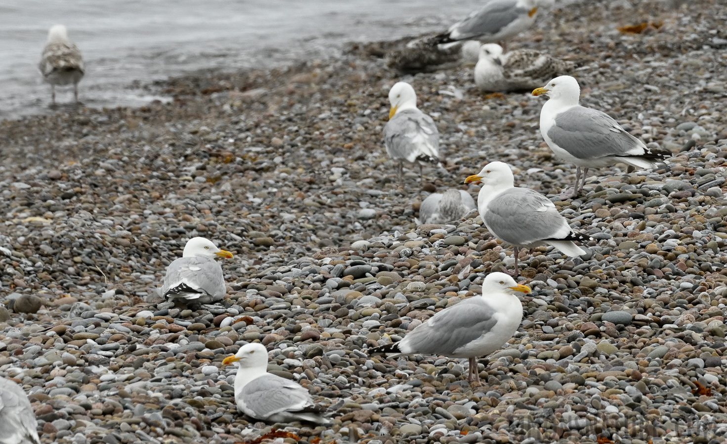 Larus smithsonianus [400 mm, 1/1600 Sek. bei f / 10, ISO 1600]